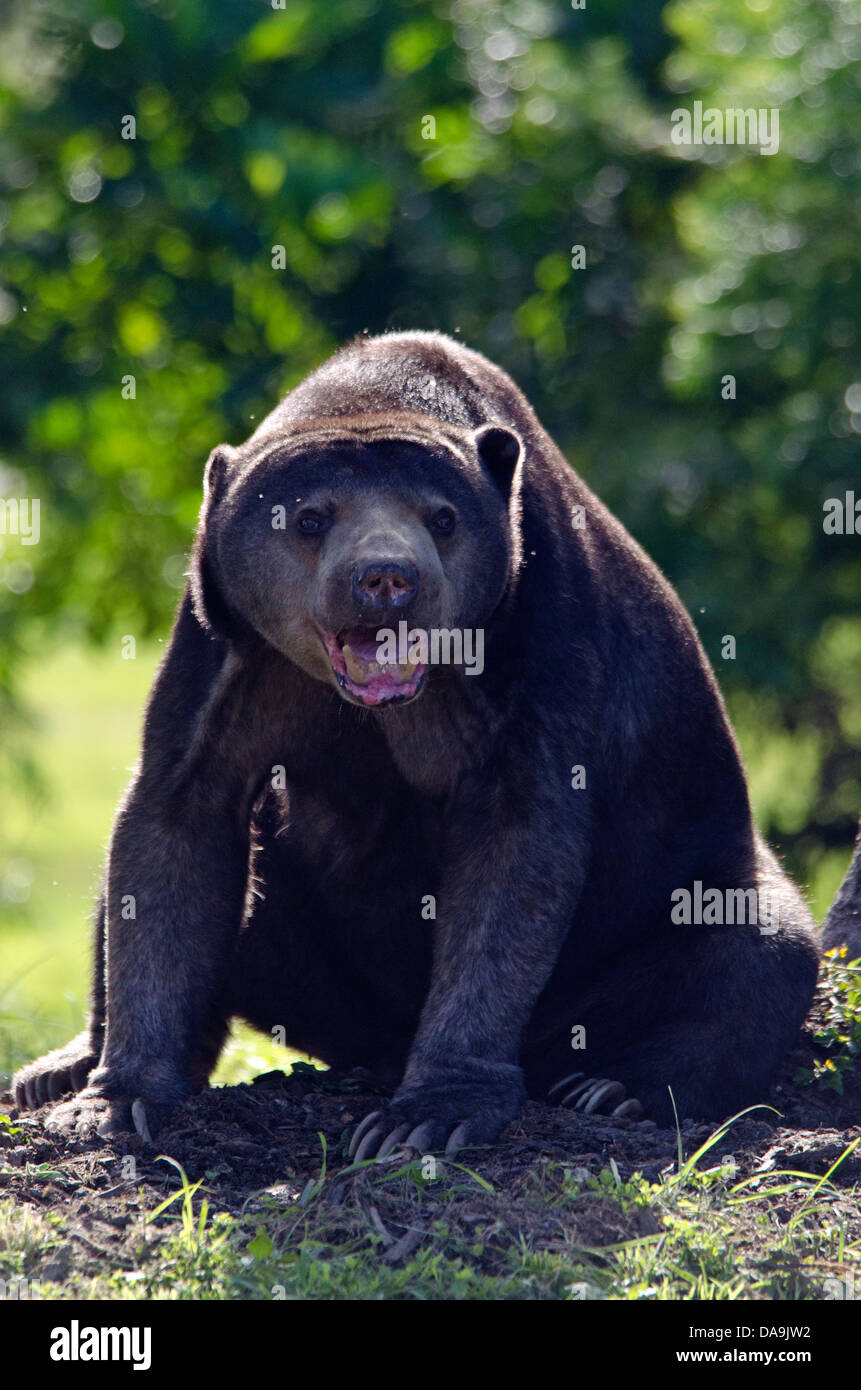 malaysian sun bear, helarctos malayanus, bear, animal Stock Photo