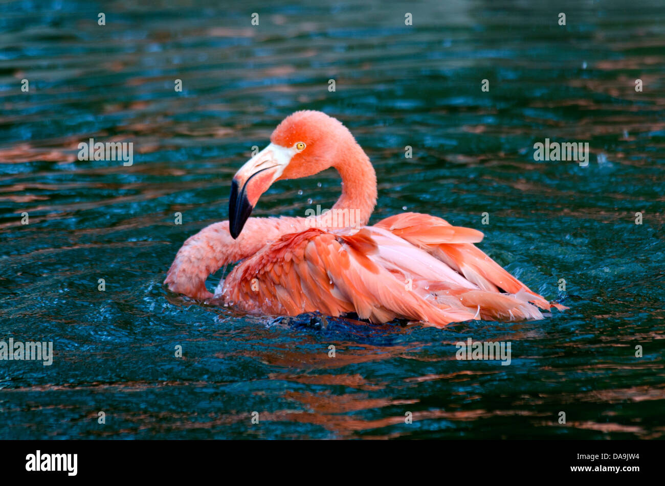caribbean flamingo, phoenicopterus ruber, flamingo, bird, pink Stock Photo