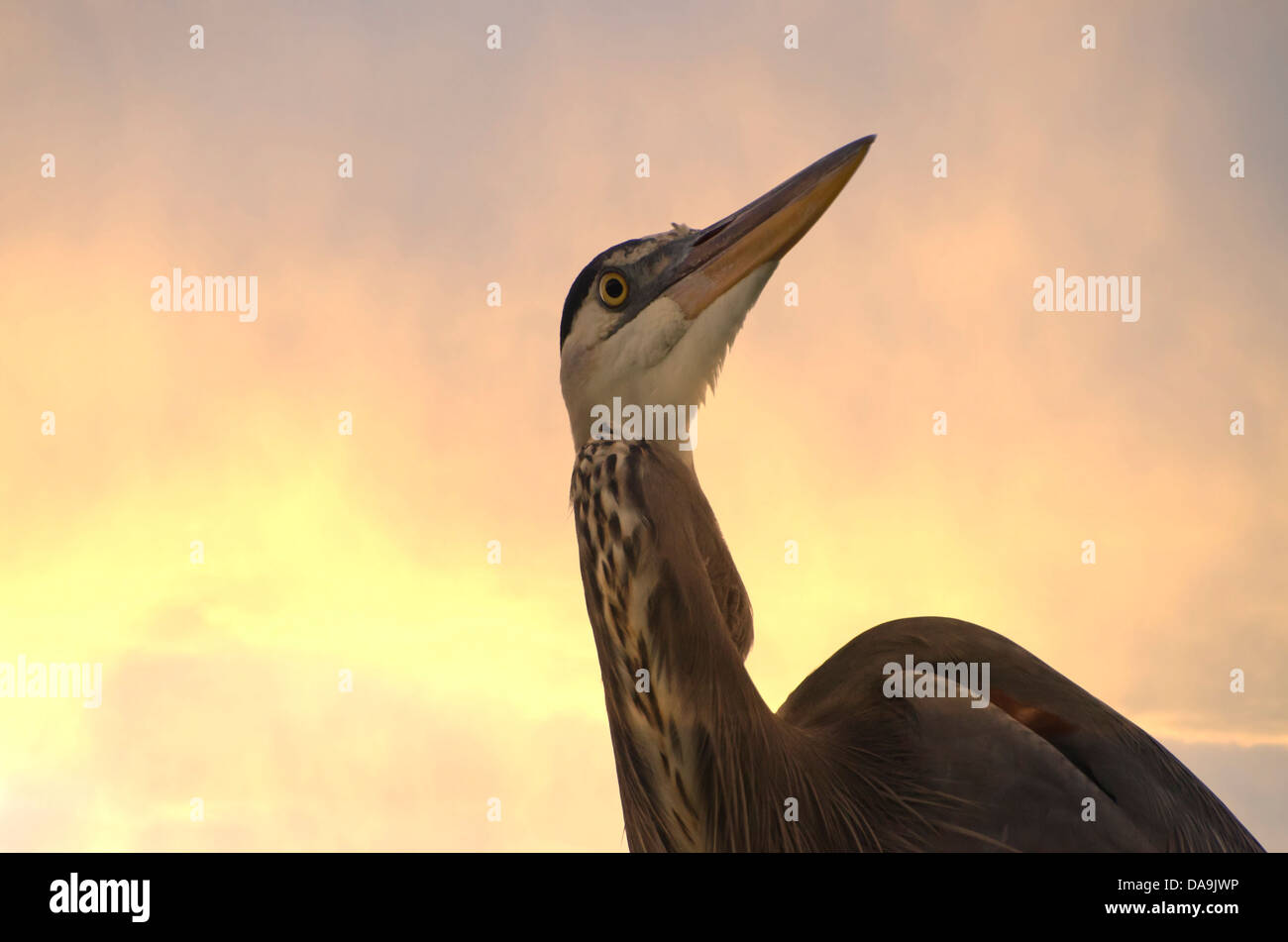 great blue heron, heron, ardea herodias, Florida, heron, bird, sunset Stock Photo