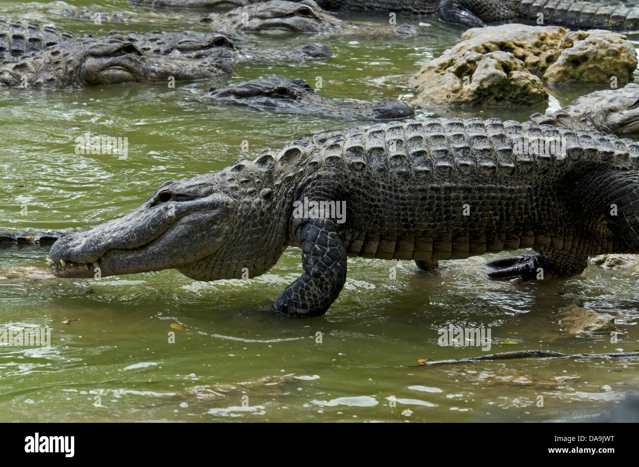 american alligator, alligator mississippiensis, Florida, USA, everglades, alligator, animal, crocodile, group Stock Photo