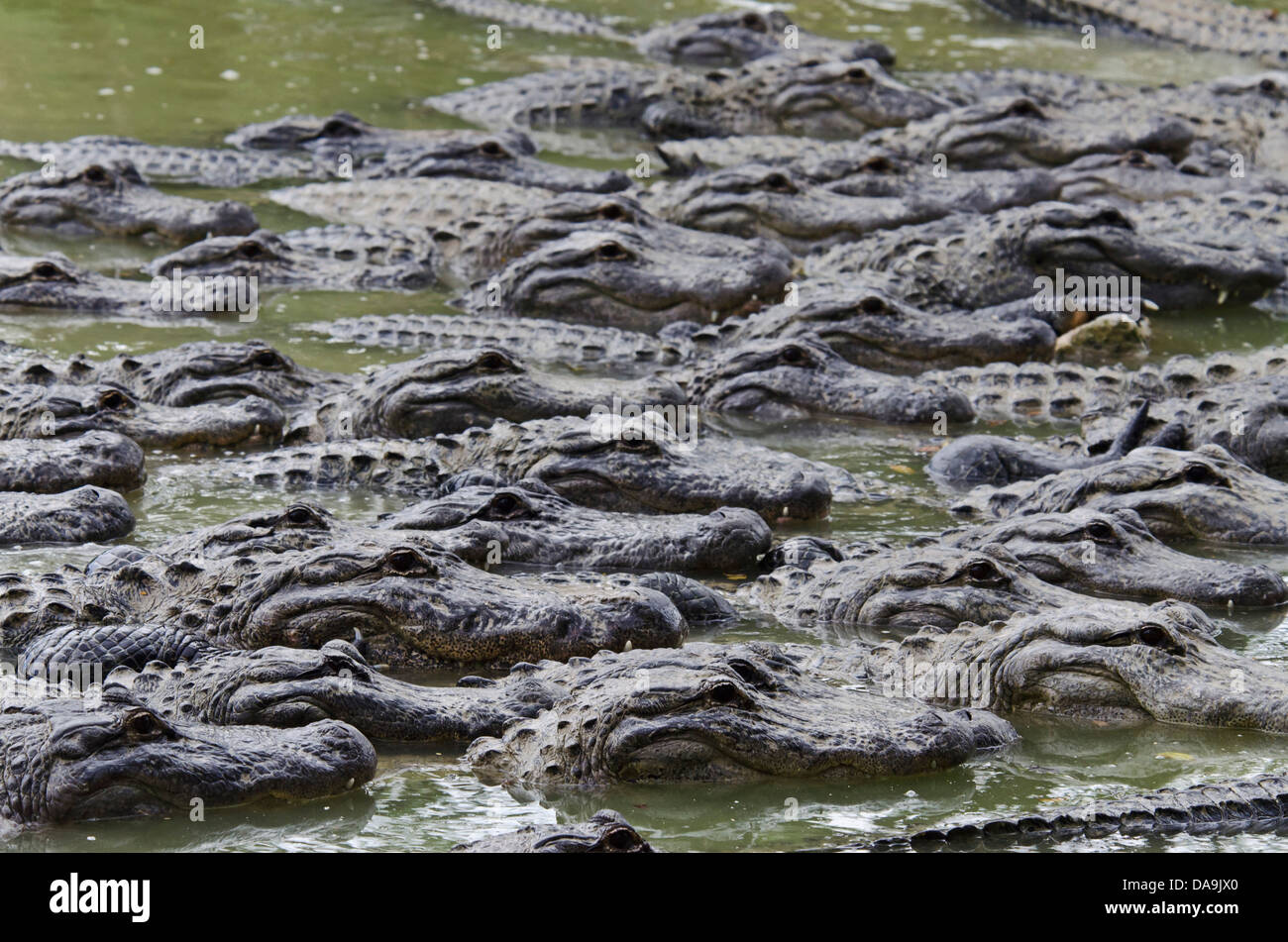 american alligator, alligator mississippiensis, Florida, USA, everglades, alligator, animal, crocodile, group Stock Photo