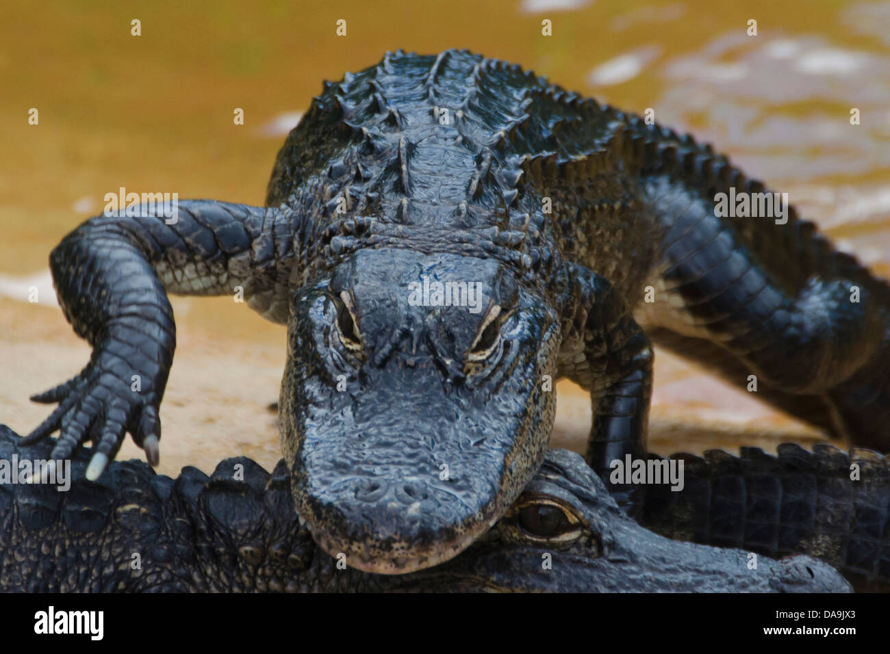 american alligator, alligator mississippiensis, Florida, USA, everglades, alligator, animal, crocodile, young Stock Photo