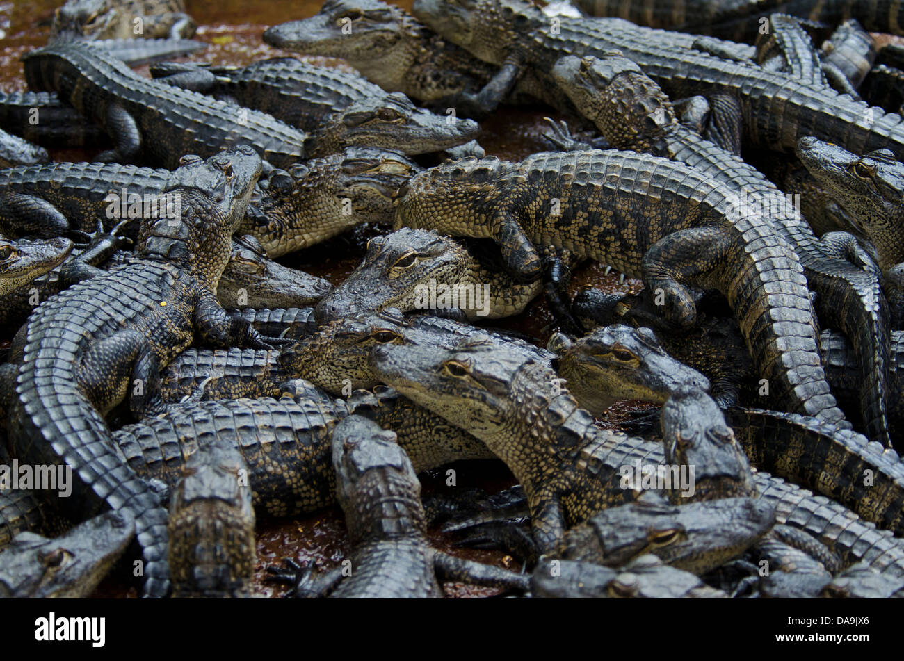 american alligator, alligator mississippiensis, Florida, USA