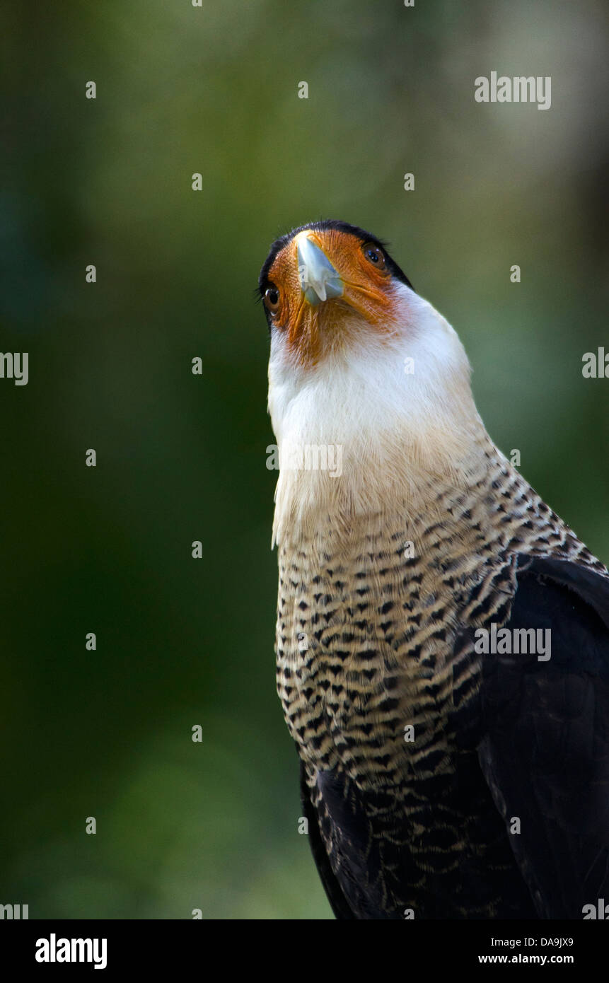 crested caracara, polyborus plancus, caracara, bird Stock Photo