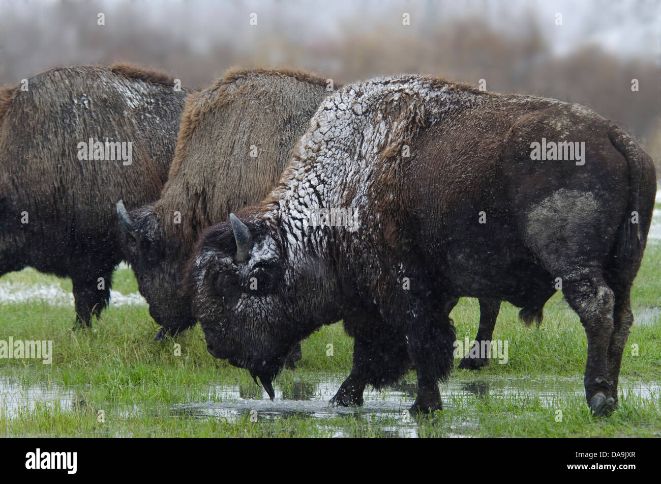 wood bison, bison bison athabascae, Alaska, wildlife, conservation, bison, animal, snow, USA Stock Photo