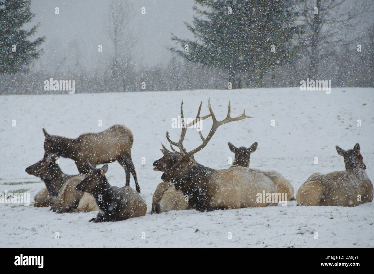 elk, cervus elaphus, animal, Alaska, wildlife, conservation center, USA, Stock Photo