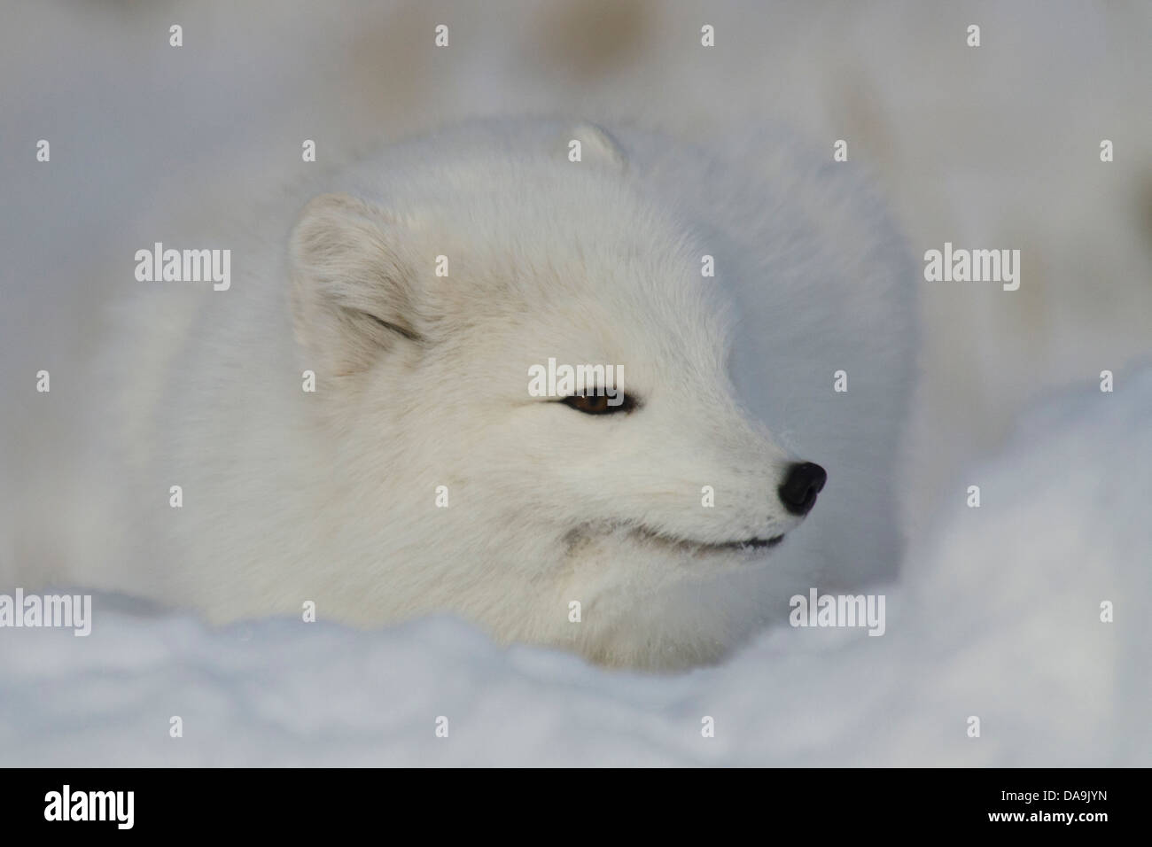 arctic fox, alopex lagopus, white, winter phase, Yukon, Canada, fox, animal, winter Stock Photo