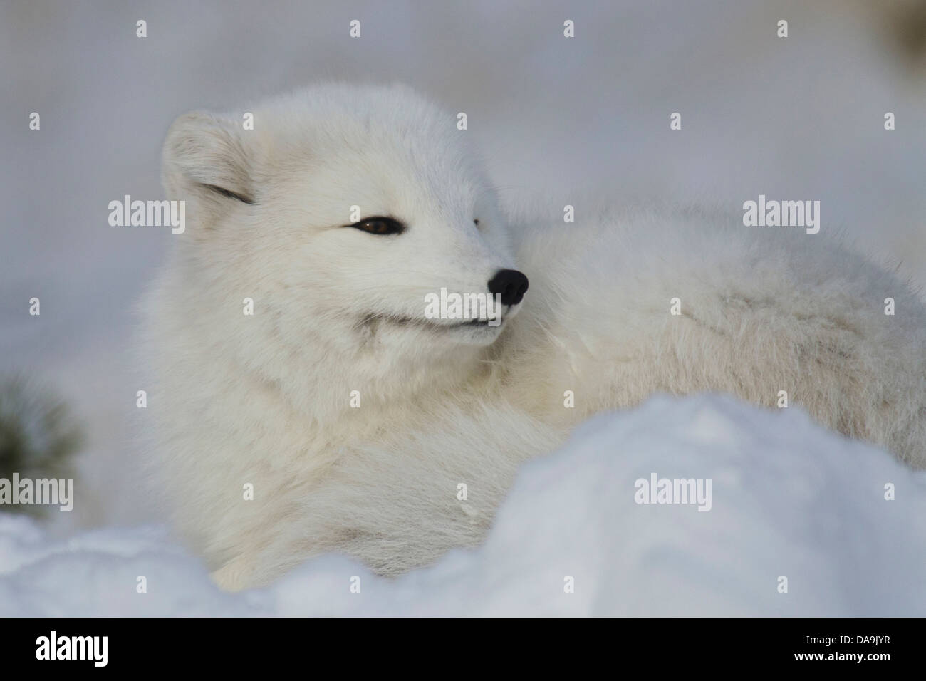 arctic fox, alopex lagopus, white, winter phase, Yukon, Canada, fox, animal, winter Stock Photo