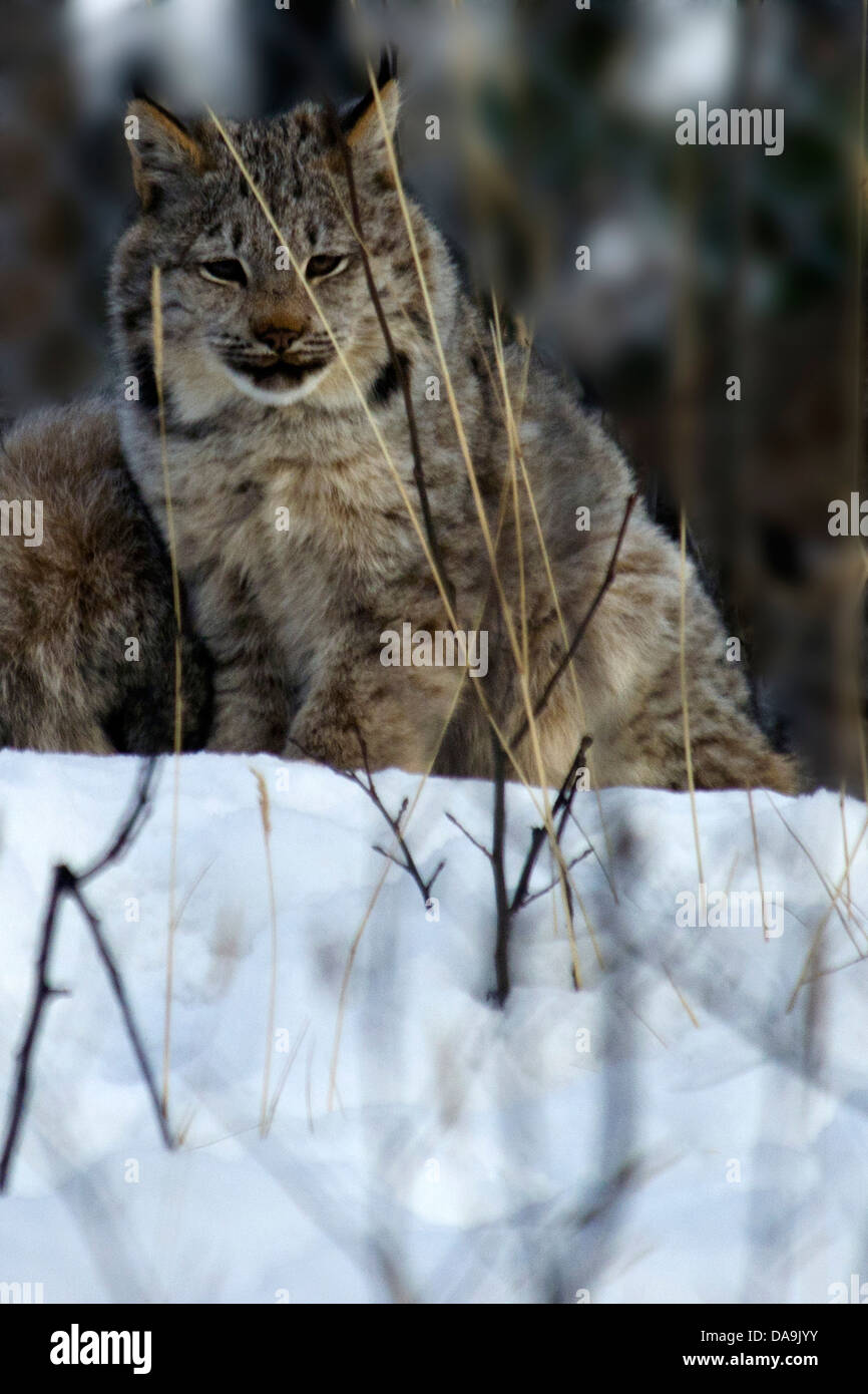 baby Canada lynx, lynx canadensis, Yukon, Canada, lynx, cat, animal