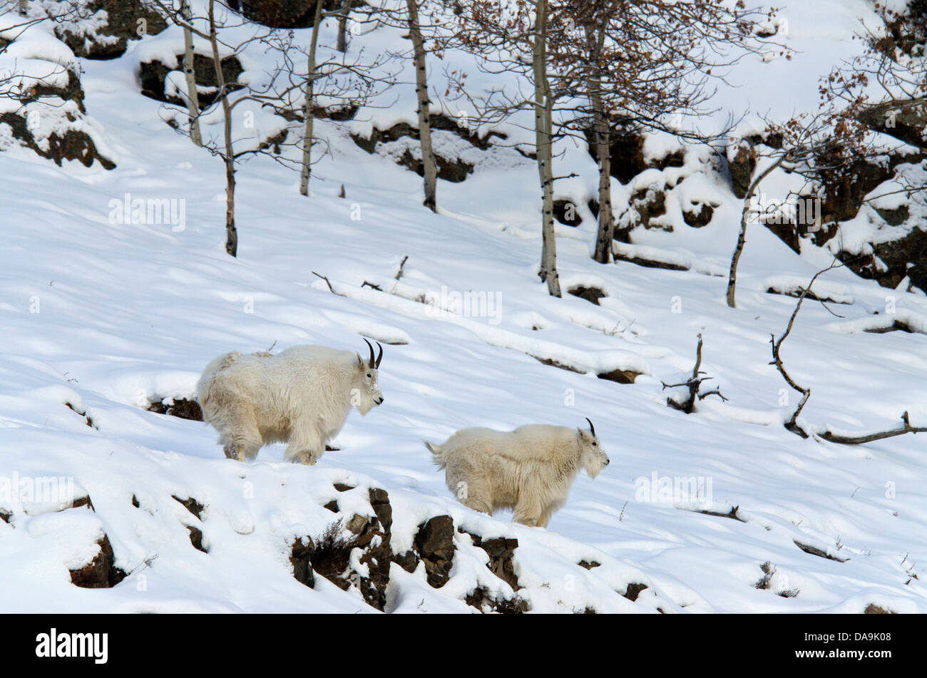 mountain goats, oreamnos americanus, Yukon, Canada, goats, animal, winter Stock Photo