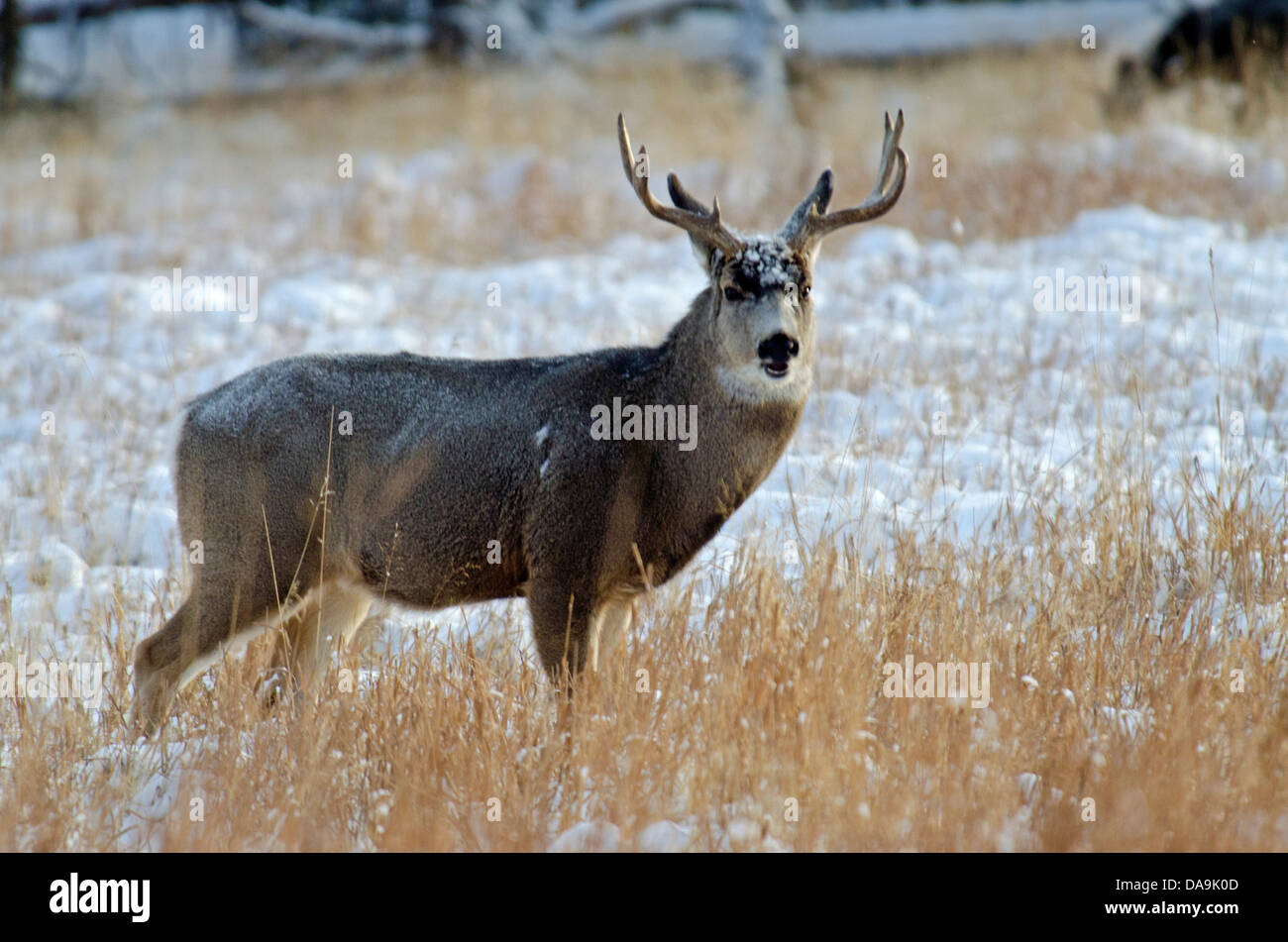 mule deer, odocoileus hemionus, Yukon, wildlife, preserve, Canada, winter Stock Photo