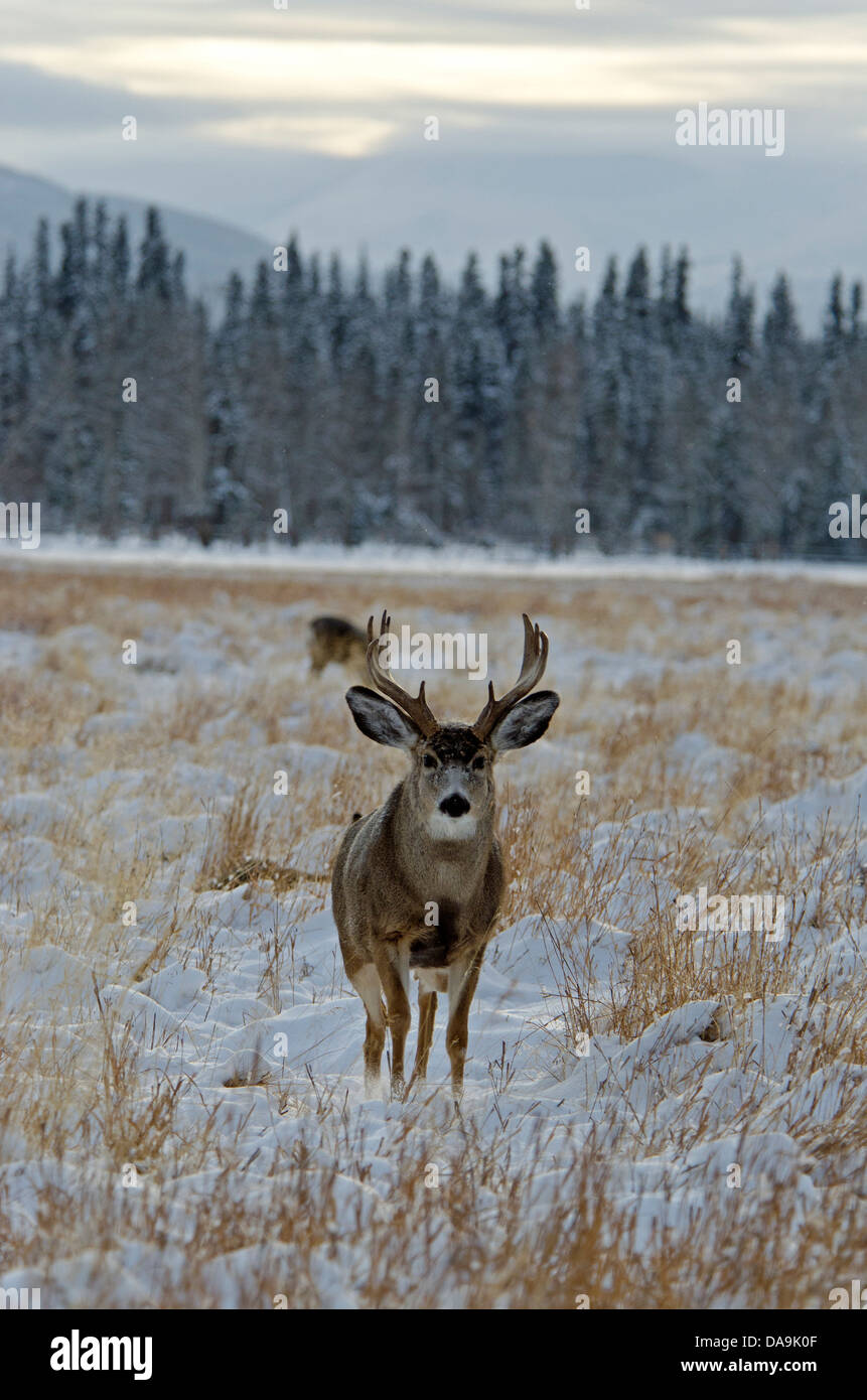 mule deer, odocoileus hemionus, Yukon, wildlife, preserve, Canada, winter Stock Photo