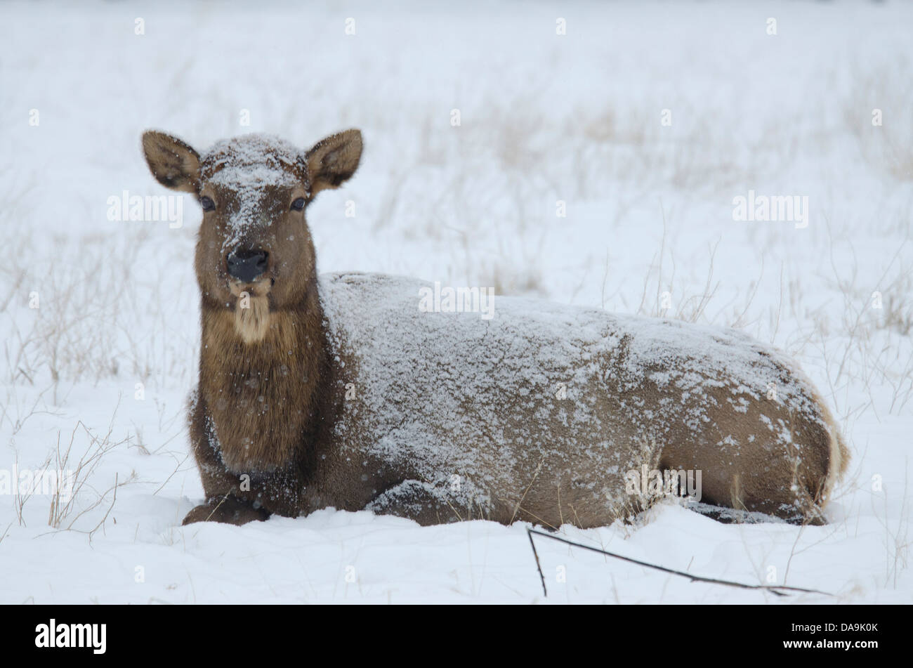 elk, cervus elaphus, Yukon, wildlife, preserve, Canada, animal, winter Stock Photo