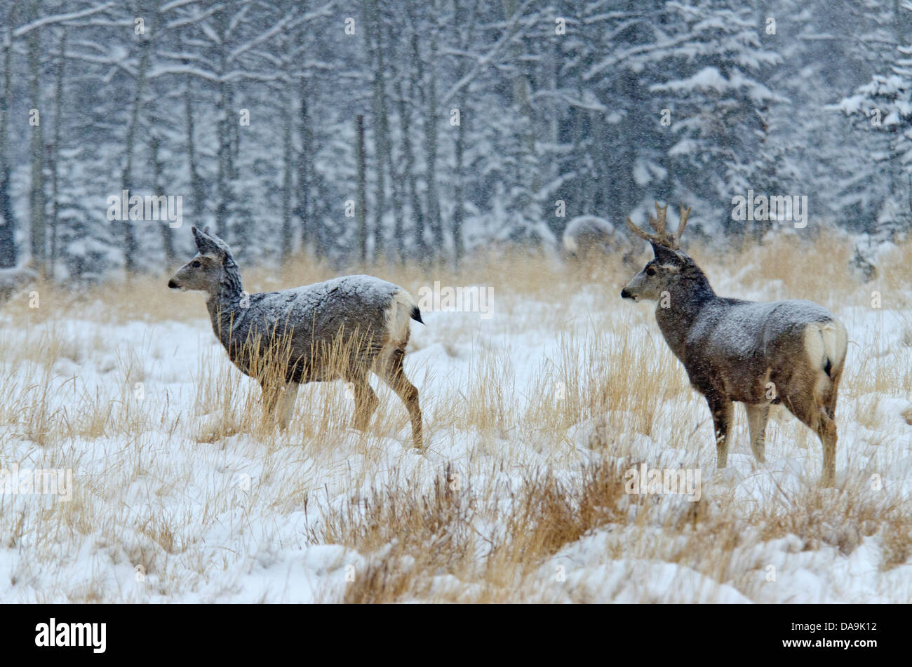 mule deer, odocoileus hemionus, Yukon, wildlife, preserve, Canada, winter, deer, animal Stock Photo