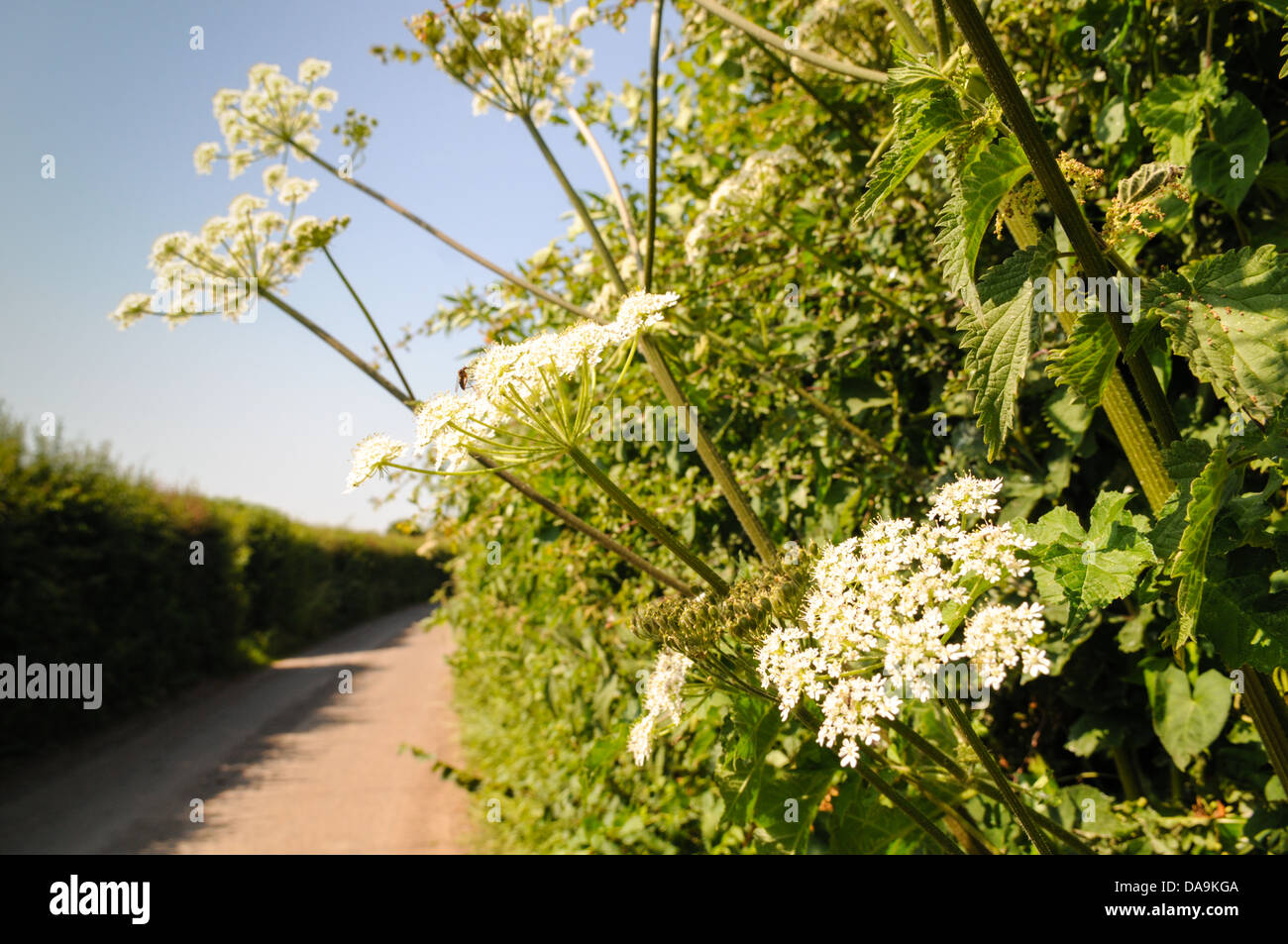Delicate flowering cow parsley in bright summer sunshine in an English countryside hedgerow by a rural lane Stock Photo
