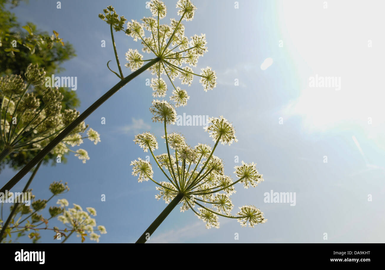 Delicate flowering cow parsley in bright summer sunshine in an English countryside hedgerow Stock Photo