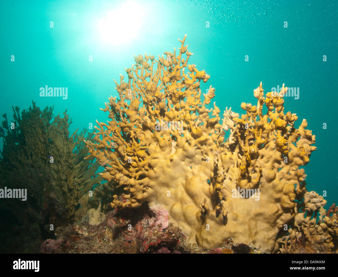 reef coral Millepora brasiliensis underwater at Abrolhos marine protected area, Bahia state, Brazil Stock Photo
