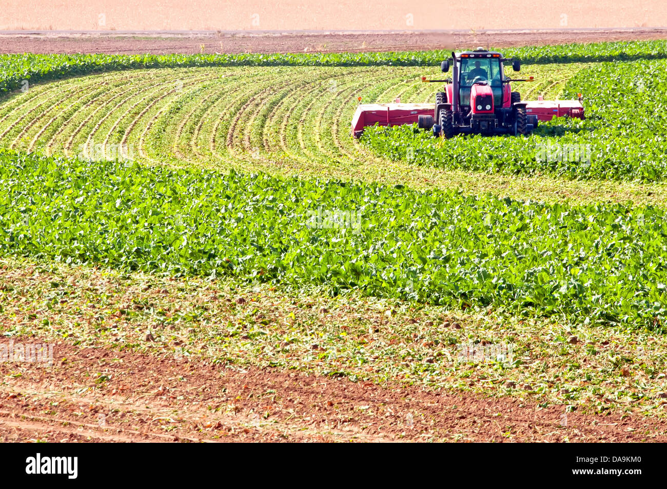 Harvesting sugar beets on a rural northern Colorado, USA farm. Stock Photo