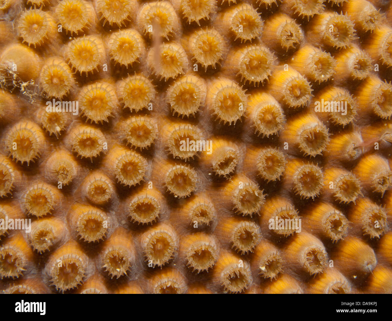 reef coral colony Montastrea cavernosa underwater at Abrolhos marine protected area, Bahia state, Brazil Stock Photo