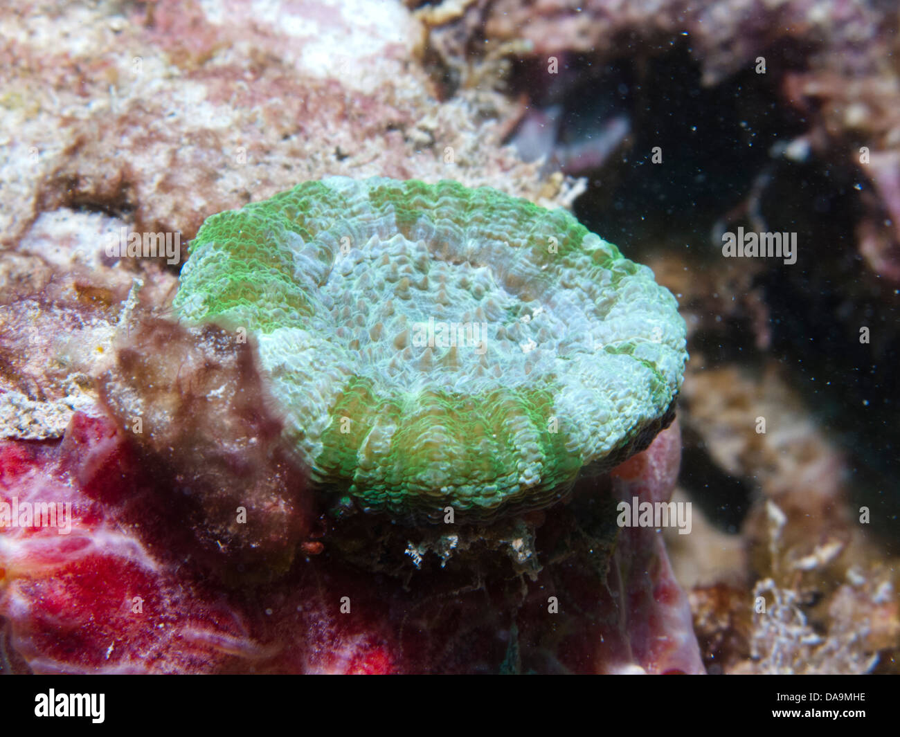 Polyp of scolymia wellsi coral underwater, Abrolhos, Bahia, Brazil Stock Photo
