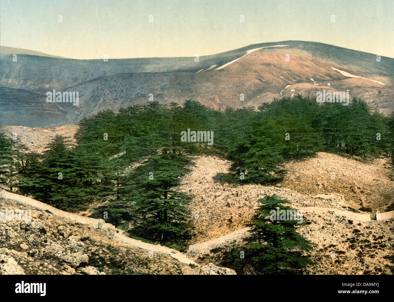 General view of the cedars of Lebanon, Lebanon, Holy Land, circa 1900 Stock Photo