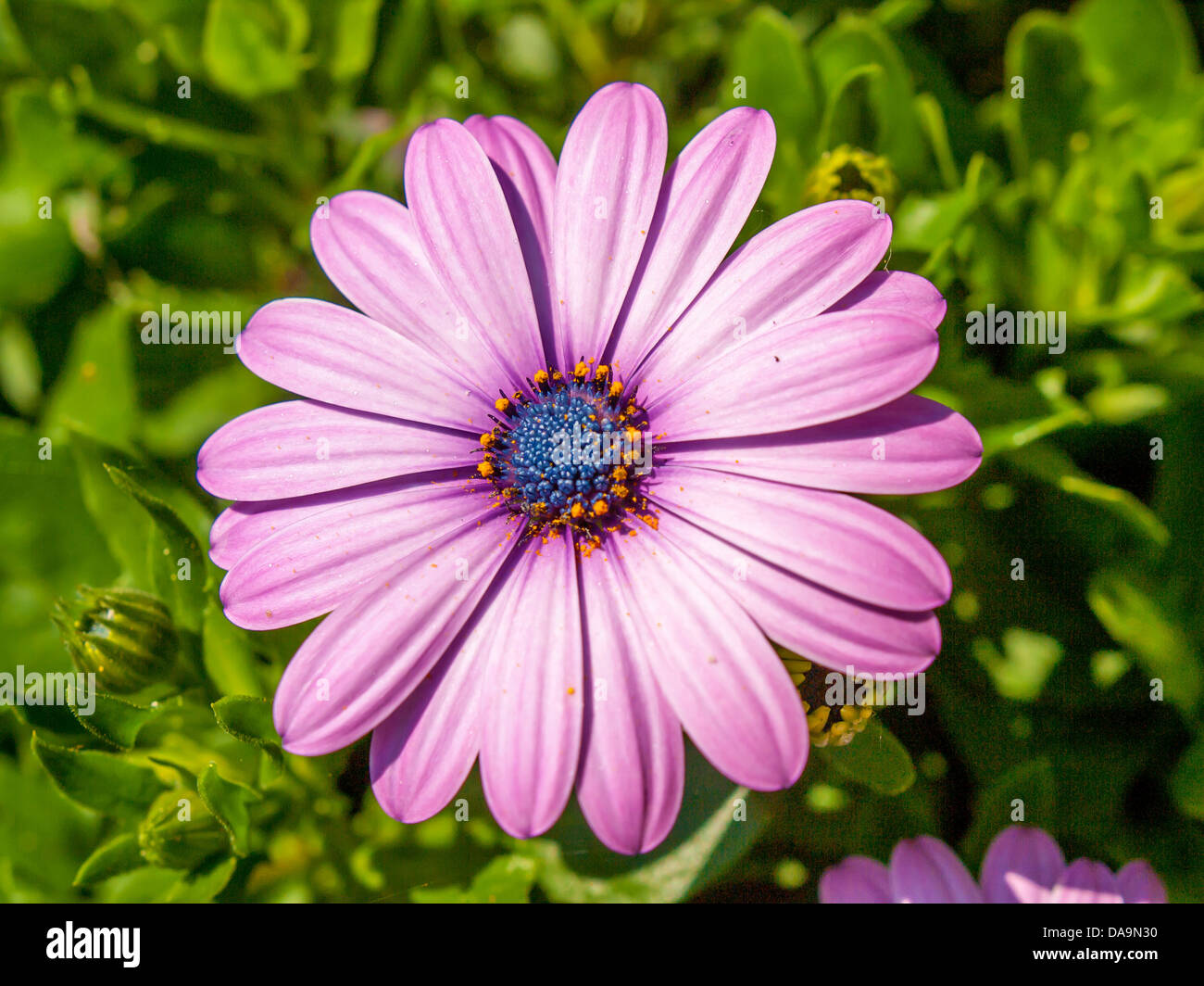 spanish daisy with a natural background Stock Photo Alamy