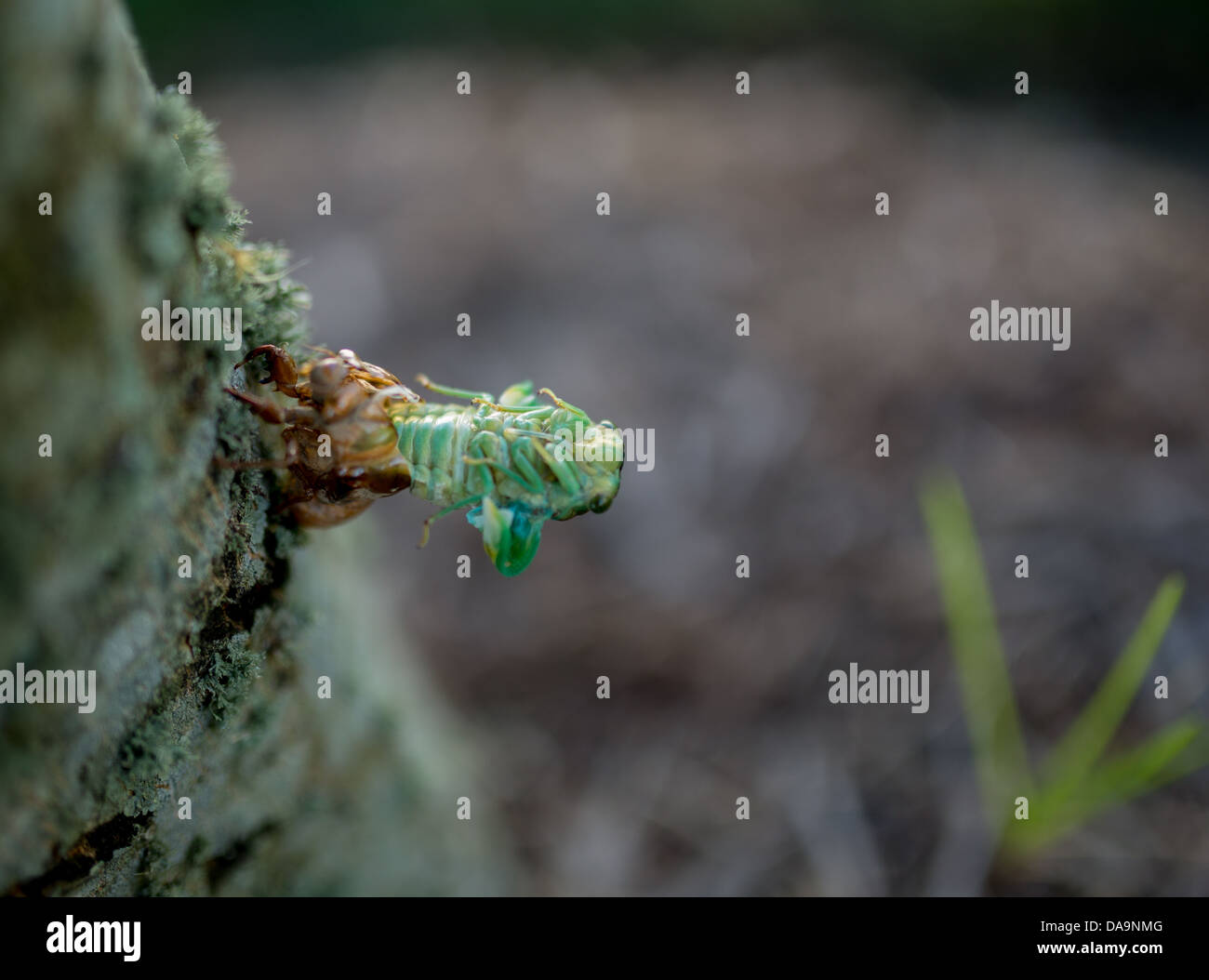 July 7th 2013, Cicada shedding from exoskeleton on tree. Stock Photo