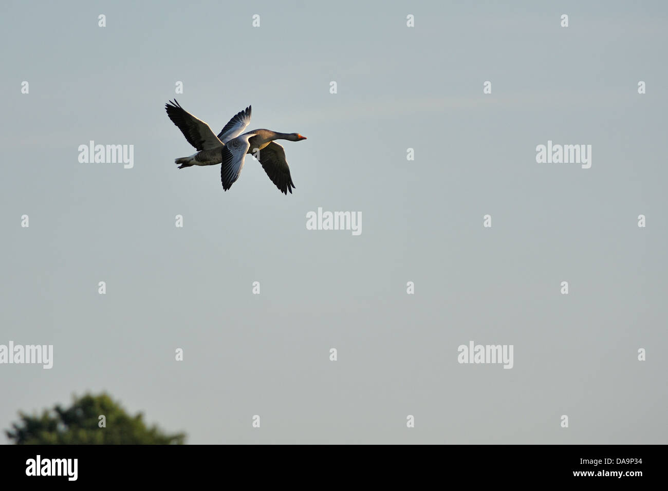 A pair of flying geese Stock Photo
