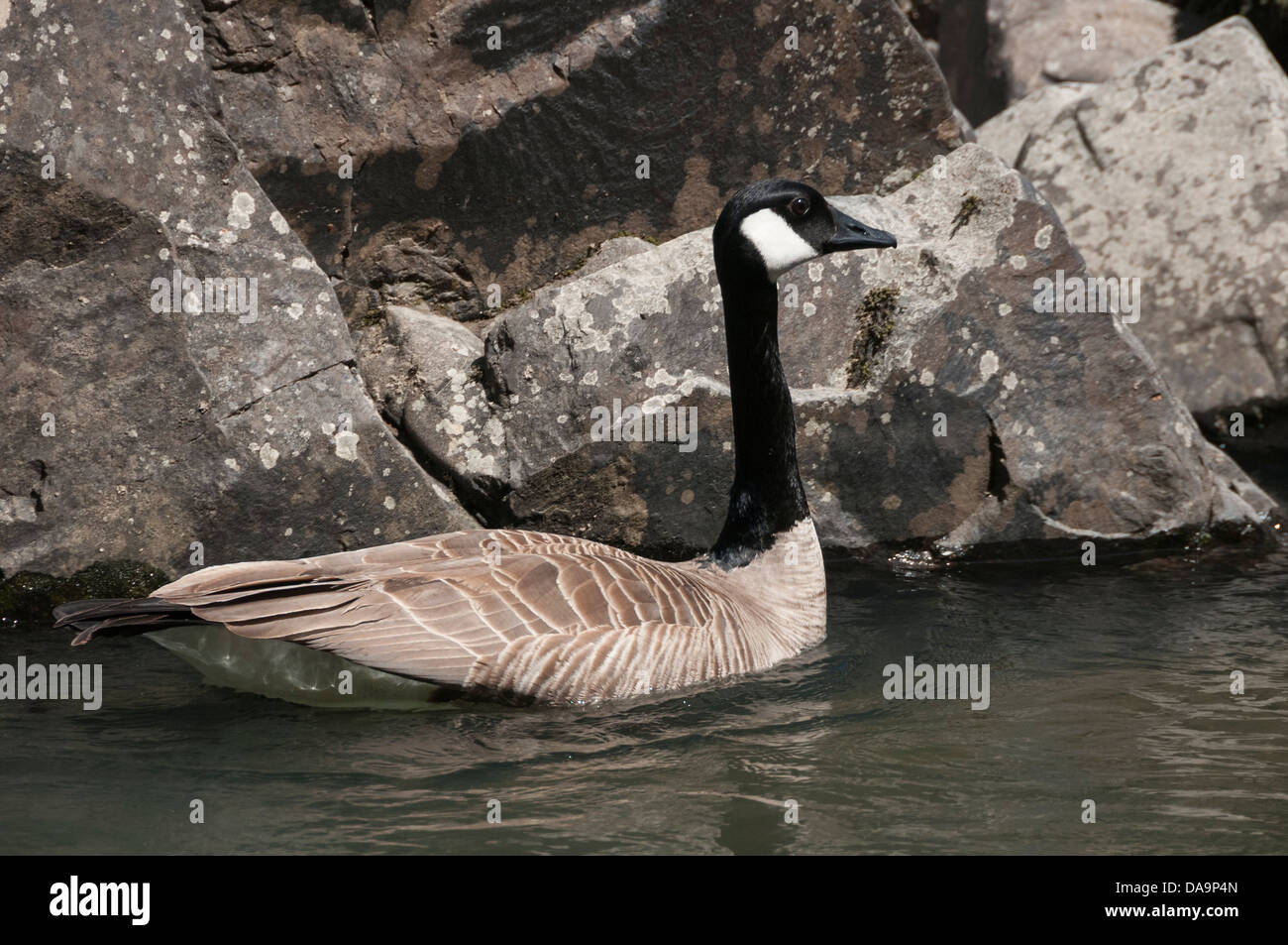 Canada Goose on the Wild and Scenic Rogue River in southern Oregon. Stock Photo