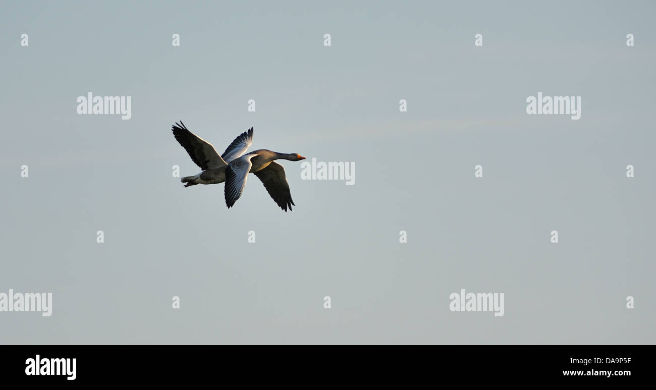 A pair of flying geese Stock Photo