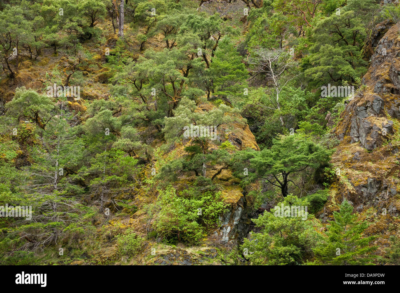 Vegetation on the slopes above the Wild and Scenic Rogue River in southern Oregon. Stock Photo