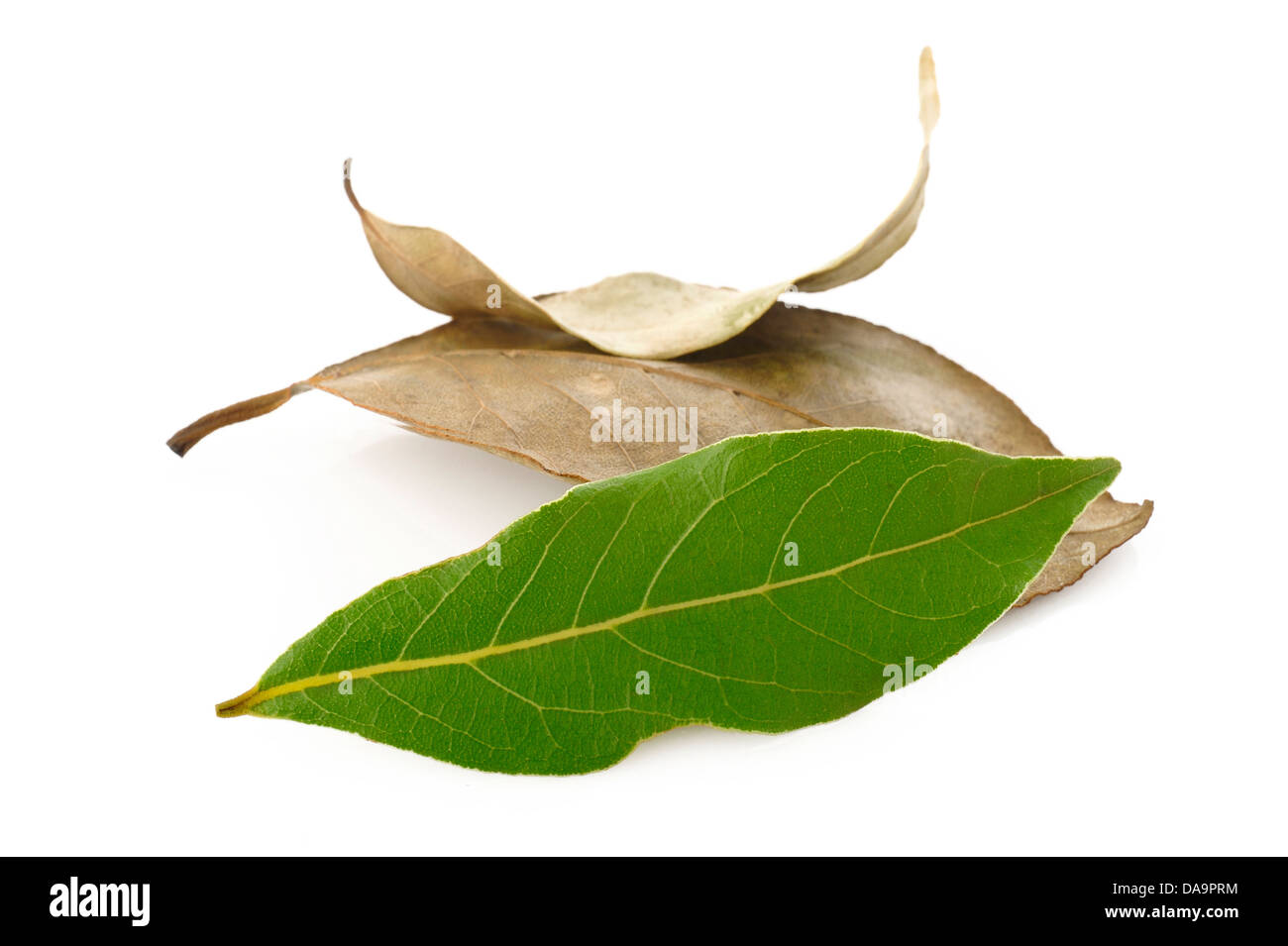 dry bay leaves and fresh bay leaves on white background Stock Photo Alamy