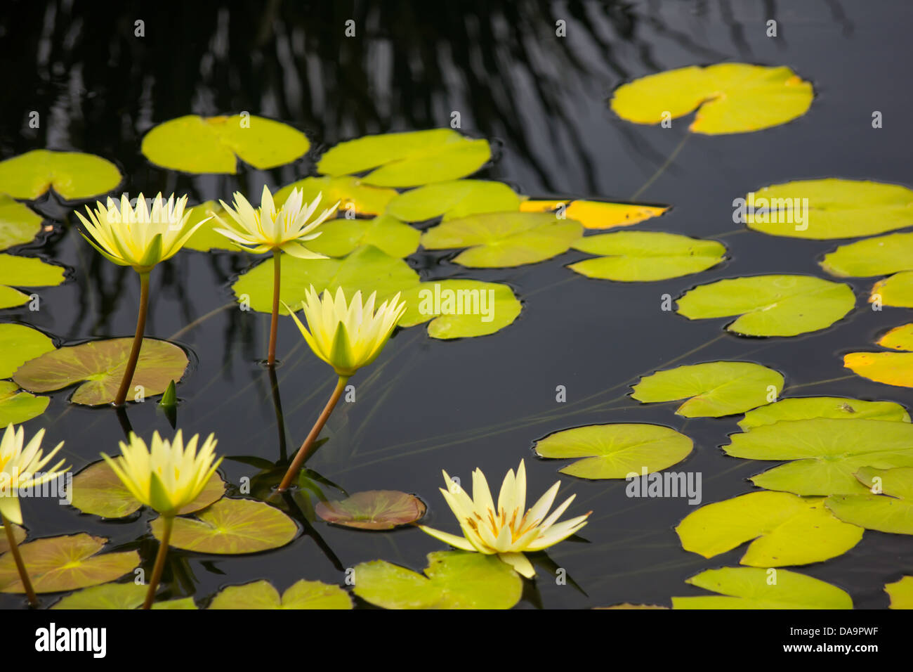 Water lily blooms hires stock photography and images Alamy