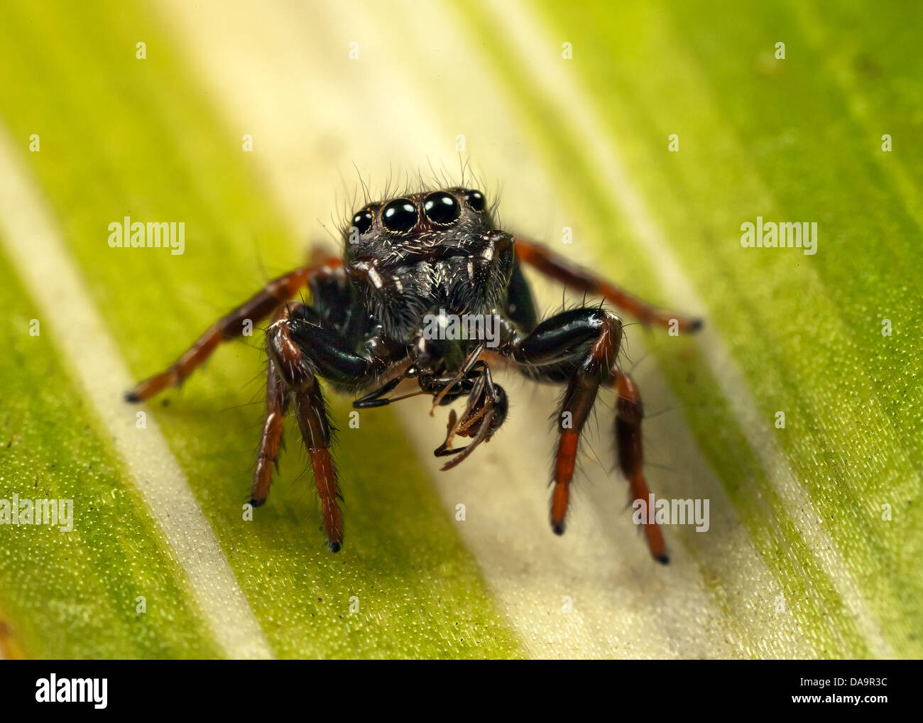 jumping spider, having caught an ant Stock Photo