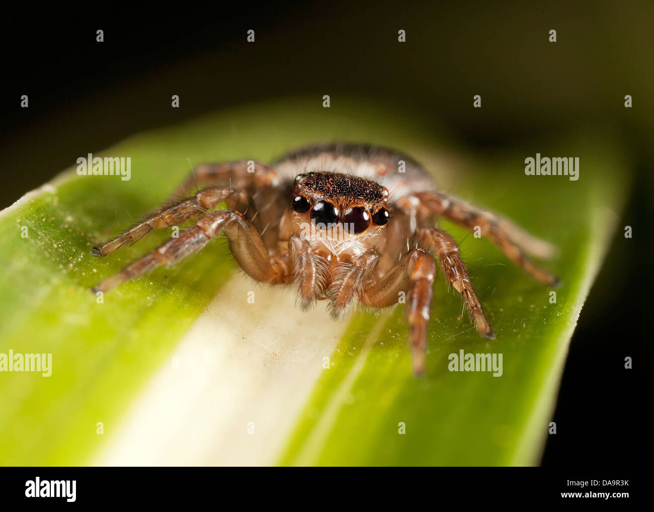 jumping spider on a leaf Stock Photo