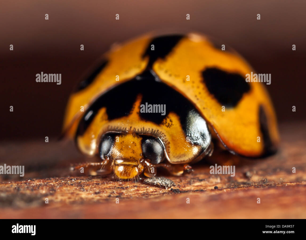 ladybug on wood Stock Photo