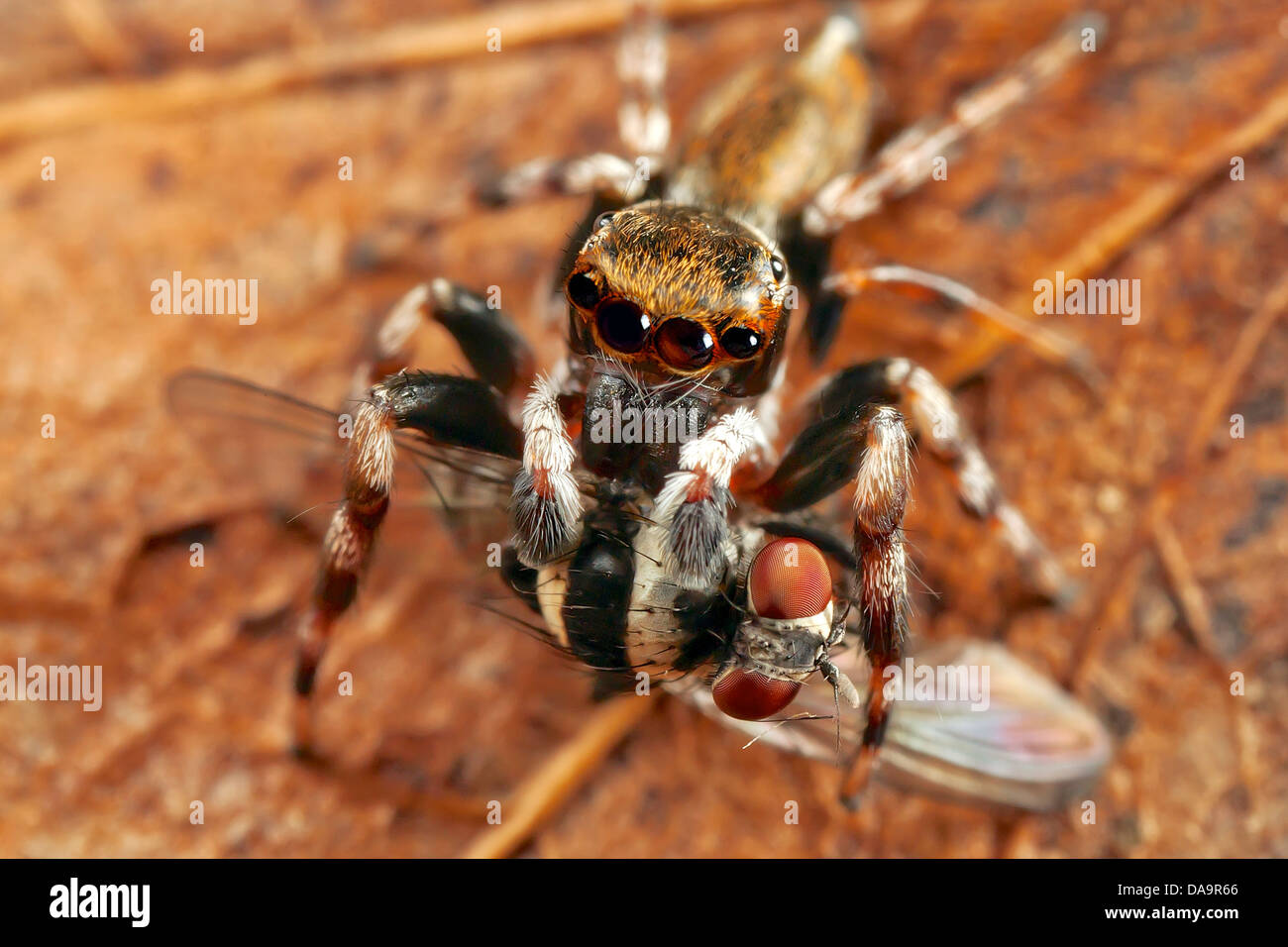 jumping spider , having caught a banded fly Stock Photo