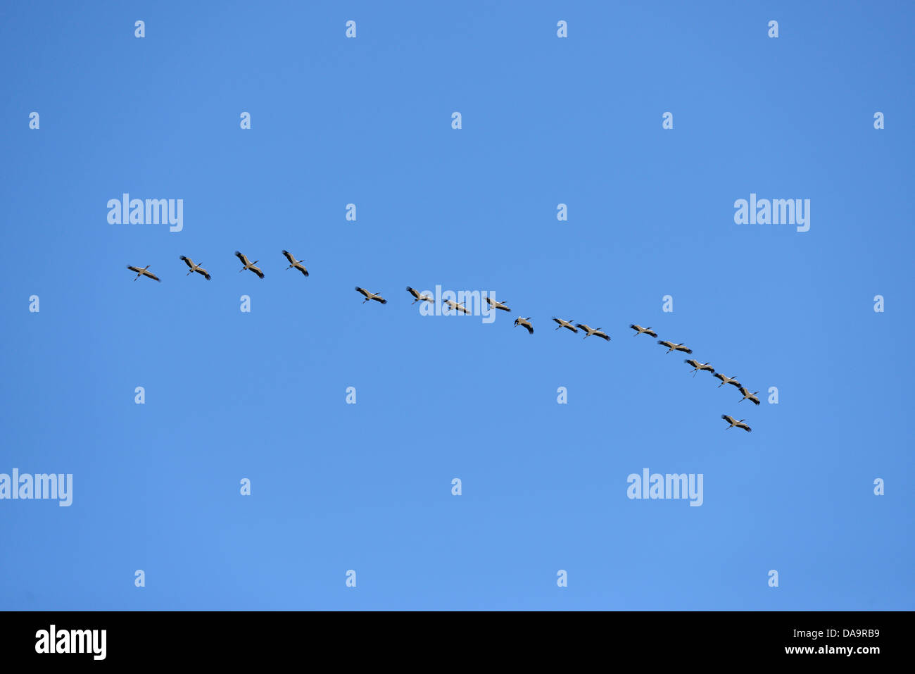 Central America, Nicaragua, stork, bird, flock, fly, flying, swarm Stock Photo