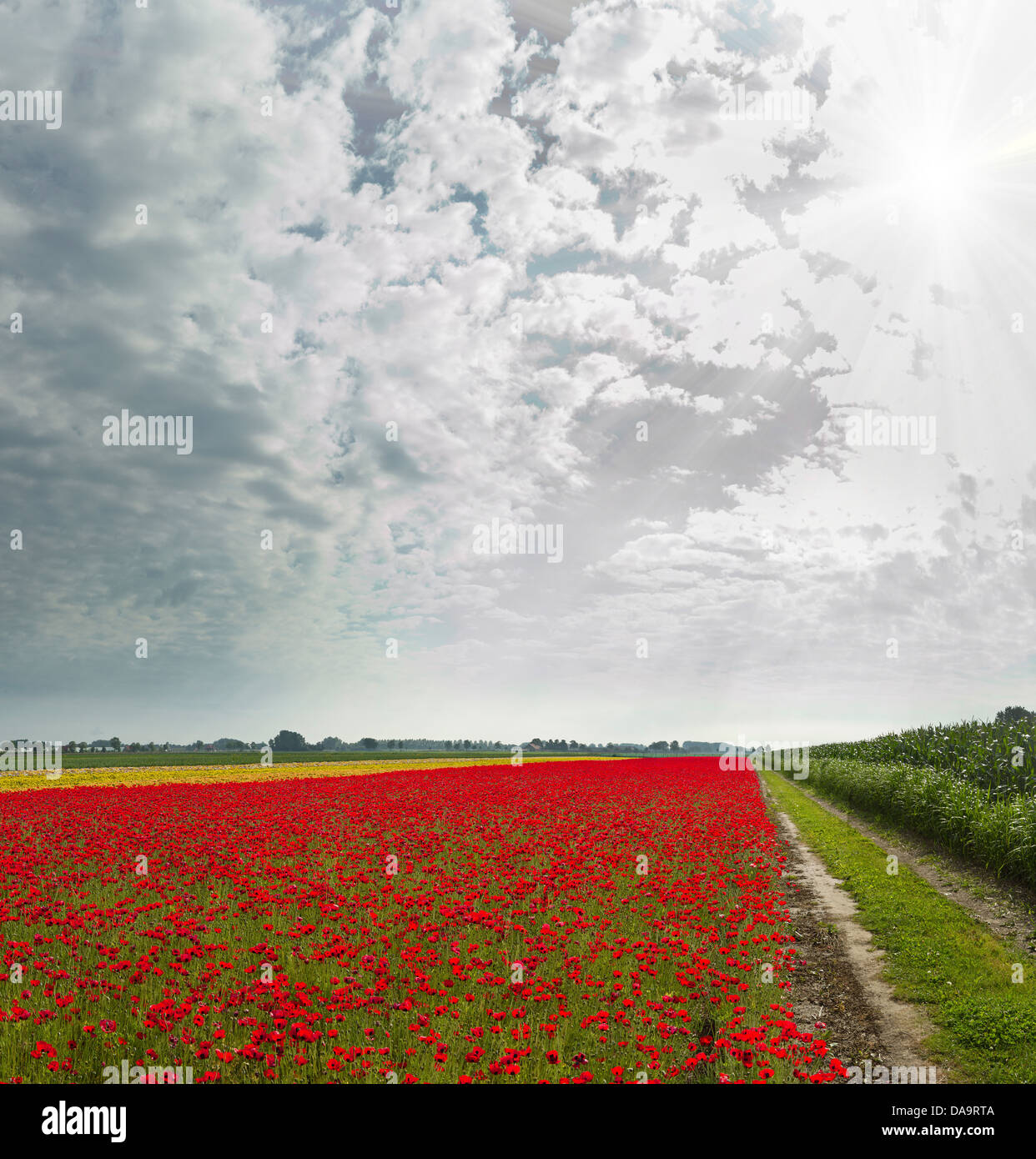 Poppies landscape hi-res stock photography and images - Alamy