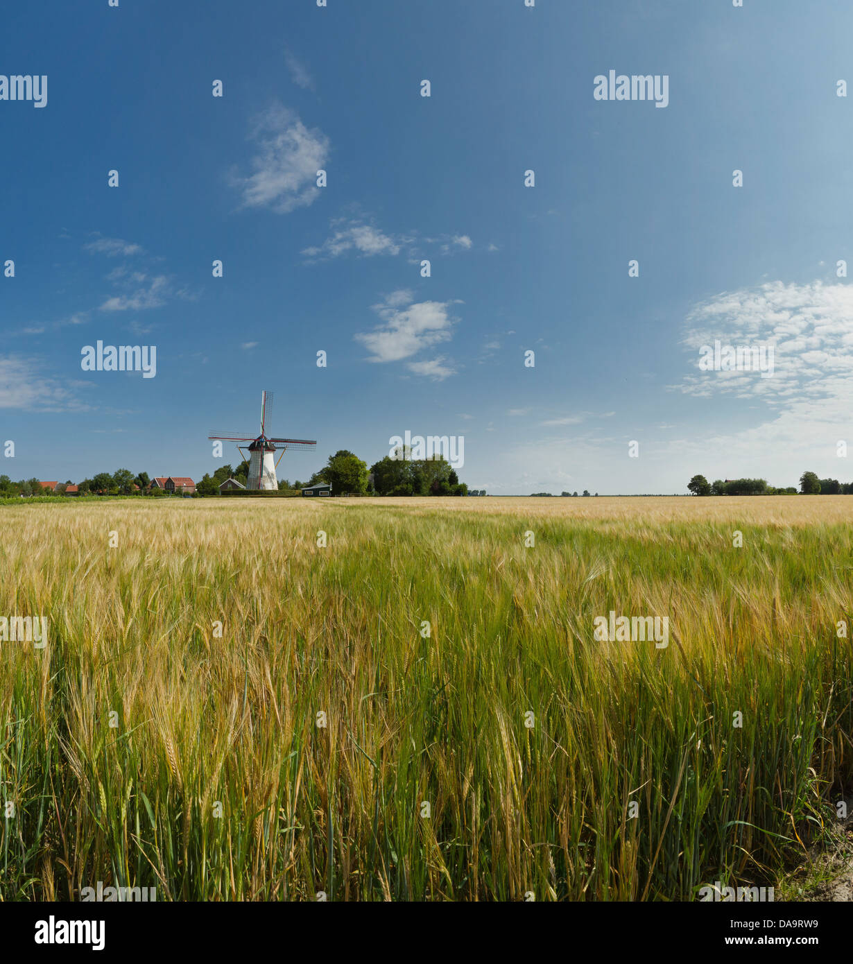 Netherlands, Holland, Europe, Dreischor, Windmill, Aeolus, field, meadow, summer, Stock Photo
