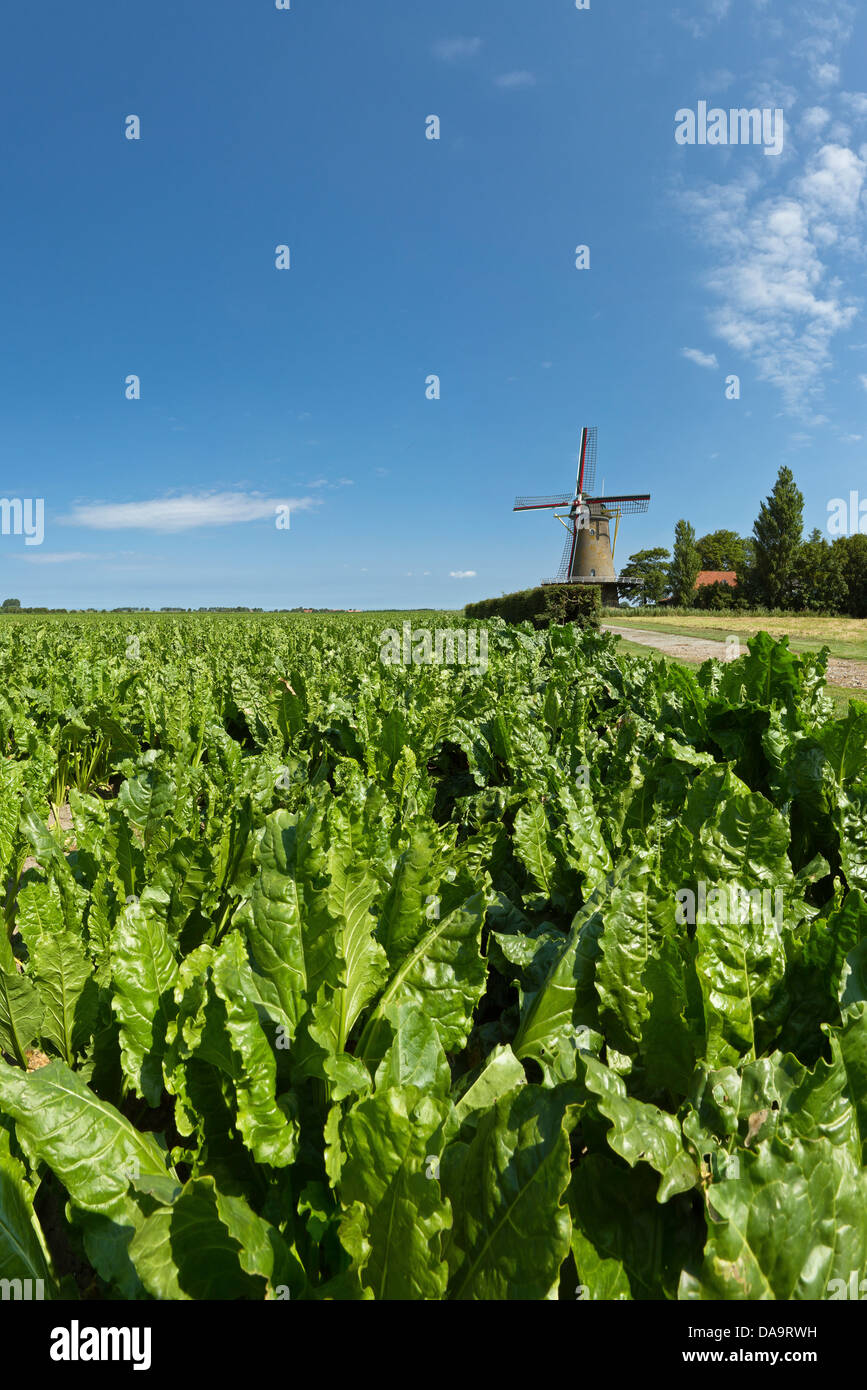 Netherlands, Holland, Europe, Zonnemaire, Windmill, field, meadow, summer, sugar beet, field Stock Photo