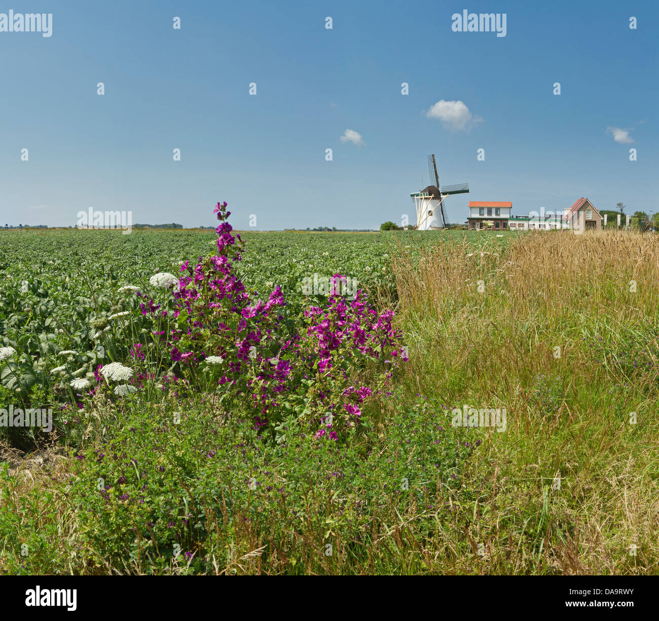 Netherlands, Holland, Europe, Elkerzee, Windmill, De Lelie, field, meadow, flowers, summer, Stock Photo
