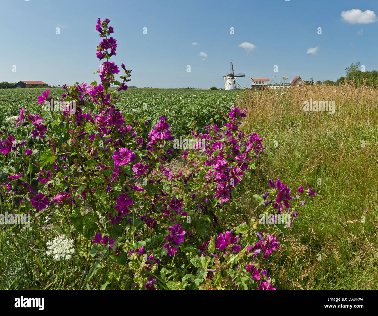 Netherlands, Holland, Europe, Elkerzee, Windmill, De Lelie, field, meadow, flowers, summer, Stock Photo