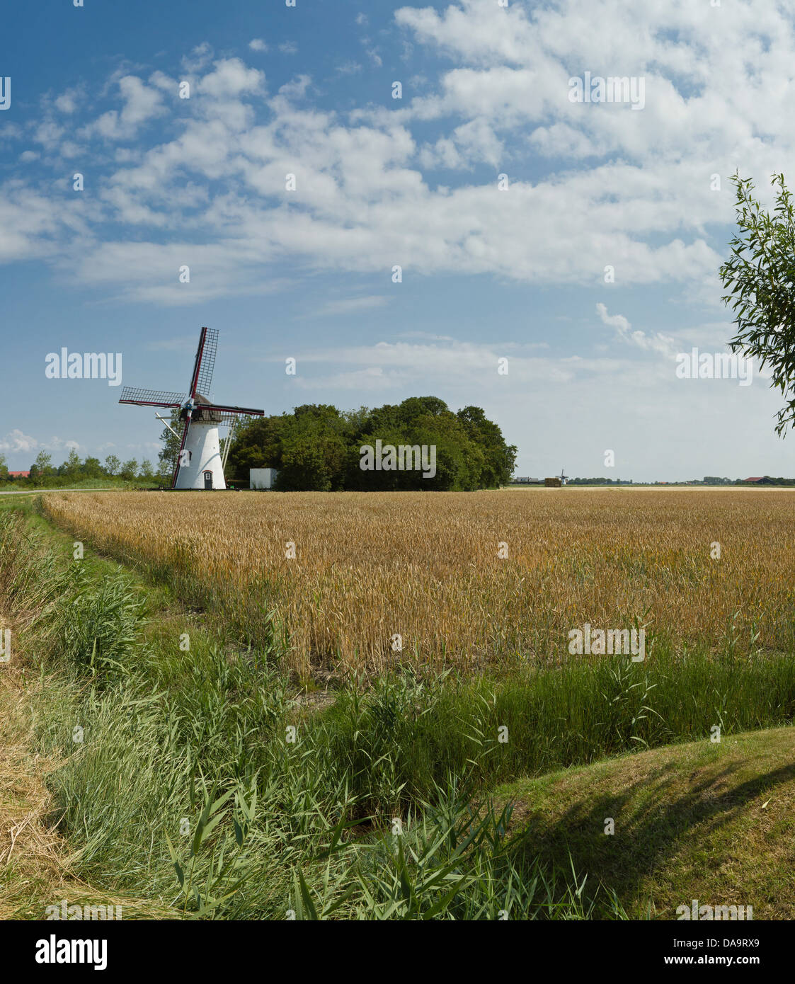Netherlands, Holland, Europe, Ellemeet, Windmill, windmill, field, meadow, summer, wheat field Stock Photo