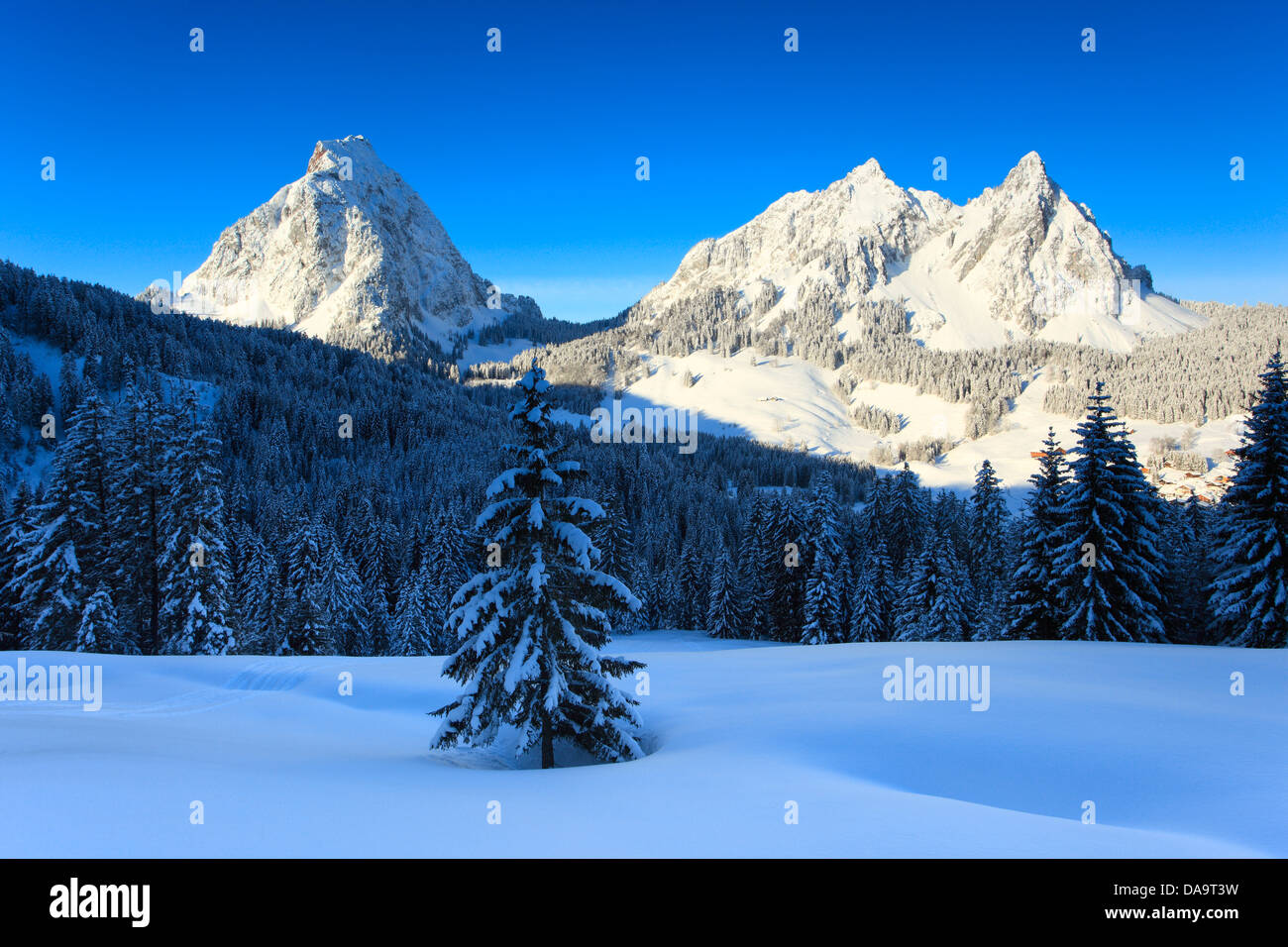 Alps, Alpine, panorama, view, mountain, mountains, massif, Brunni, trees, spruce, spruces, summits, peaks, big, Mythen, Central Stock Photo