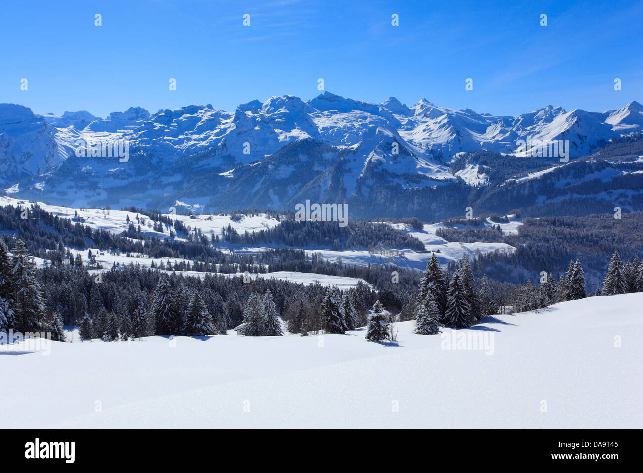 Alps, Alpine wreath, Alpine, panorama, view, mountain, mountains, trees, spruce, spruces, mountains, summits, peaks, Central Swi Stock Photo