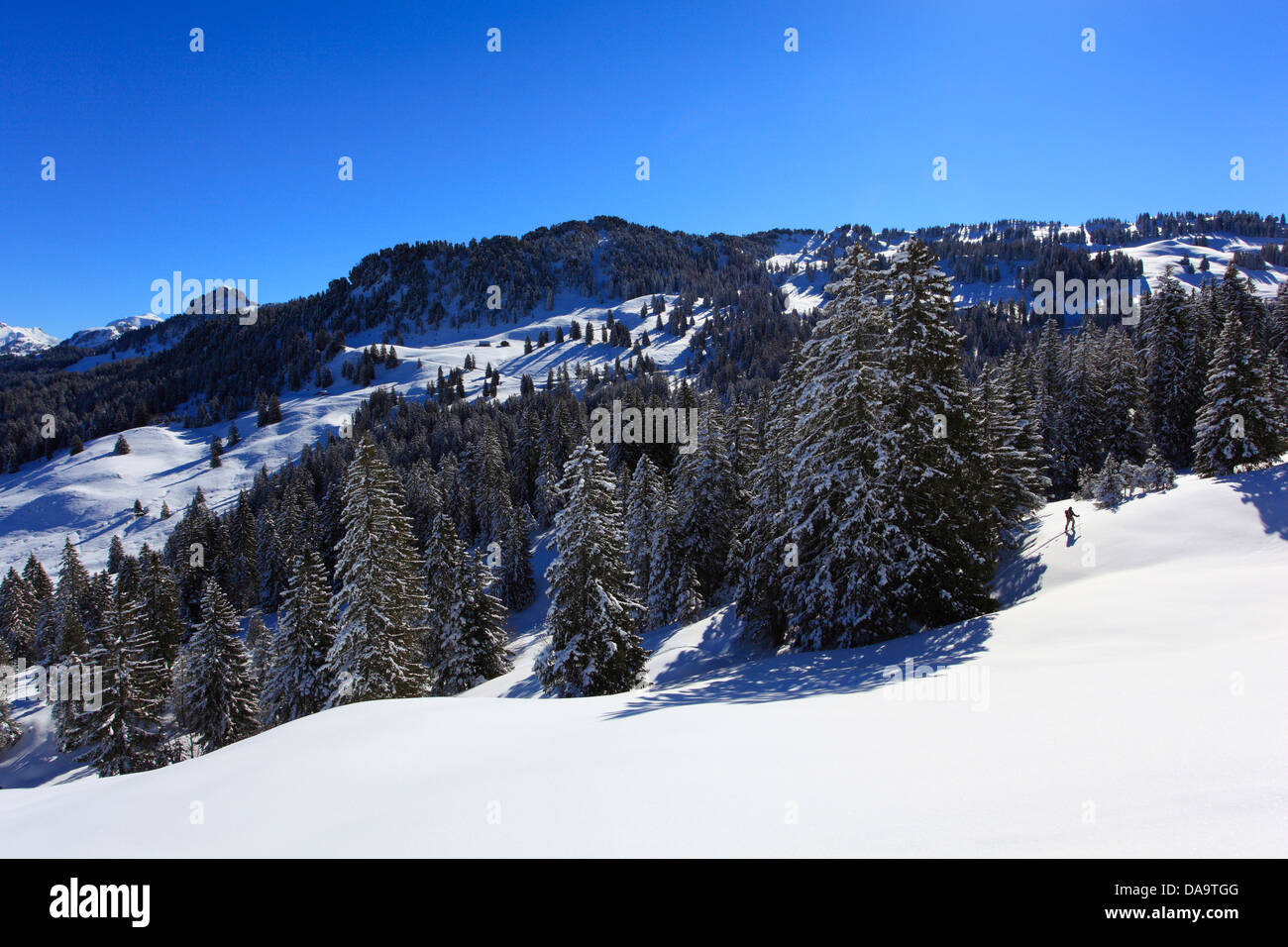 View, mountain, mountains, trees, spruce, spruces, mountains, summits, peaks, Ibergeregg, Central Switzerland, Internal Swiss Vo Stock Photo