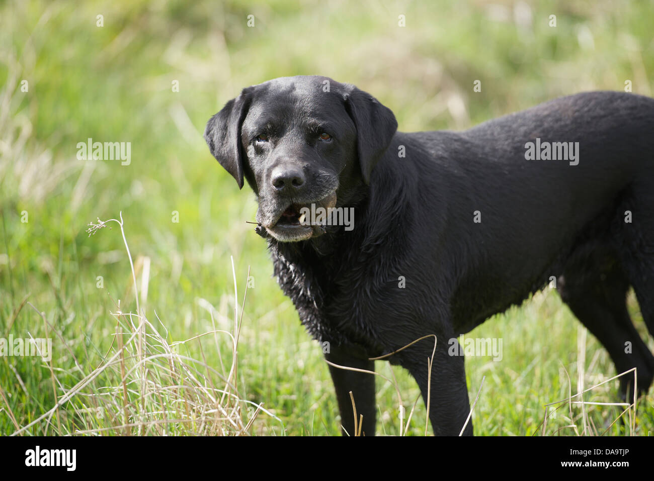 Old black labrador Stock Photo - Alamy