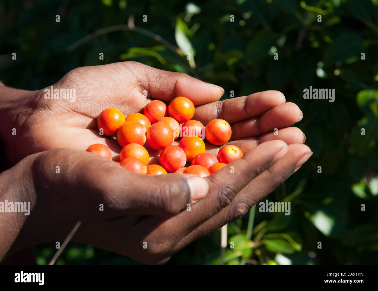 Aborigine holding native wild berries in his hand, harvesting as bush tucker in the Kimberley at Cape Leveque Stock Photo