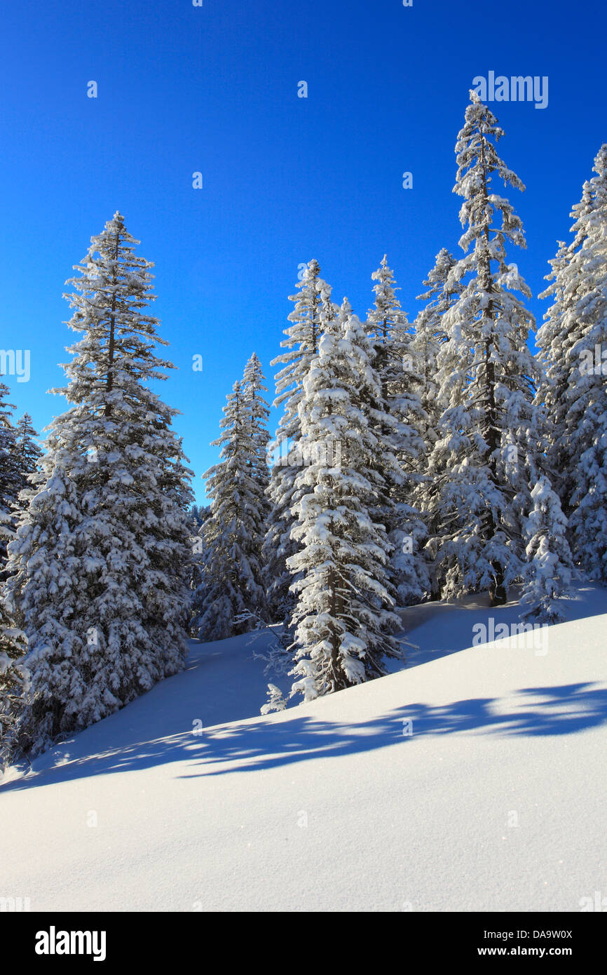 Alps, trees, spruce, spruces, sky, snow, Switzerland, Europe, sun, sunshine, fir, firs, wood, forest, winter, alpine, blue, sunn Stock Photo